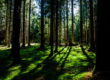 Conservation Easements