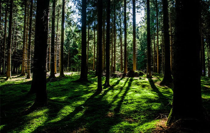 Conservation Easements