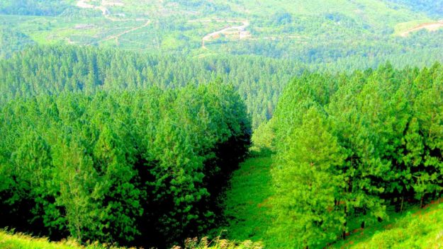 Pine_tree_forest