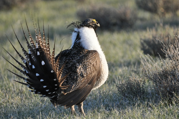 Conservation Easements Protect Threatened Sage Grouse Conservation Easements Protect Threatened Sage Grouse