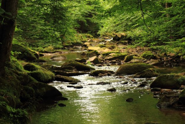 river in the forest