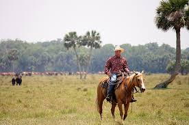 cattle ranch