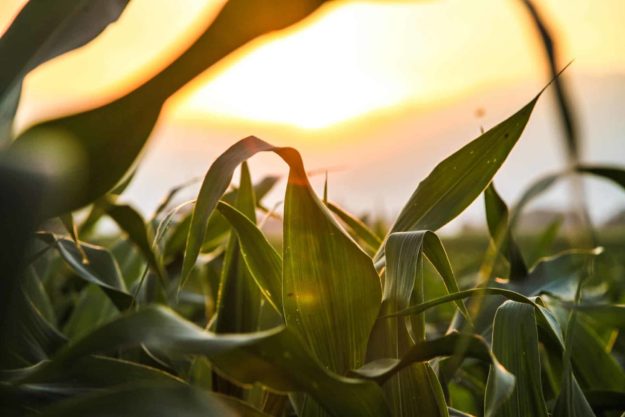 agriculture-cereals-corn-1242