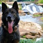 K9 Dog